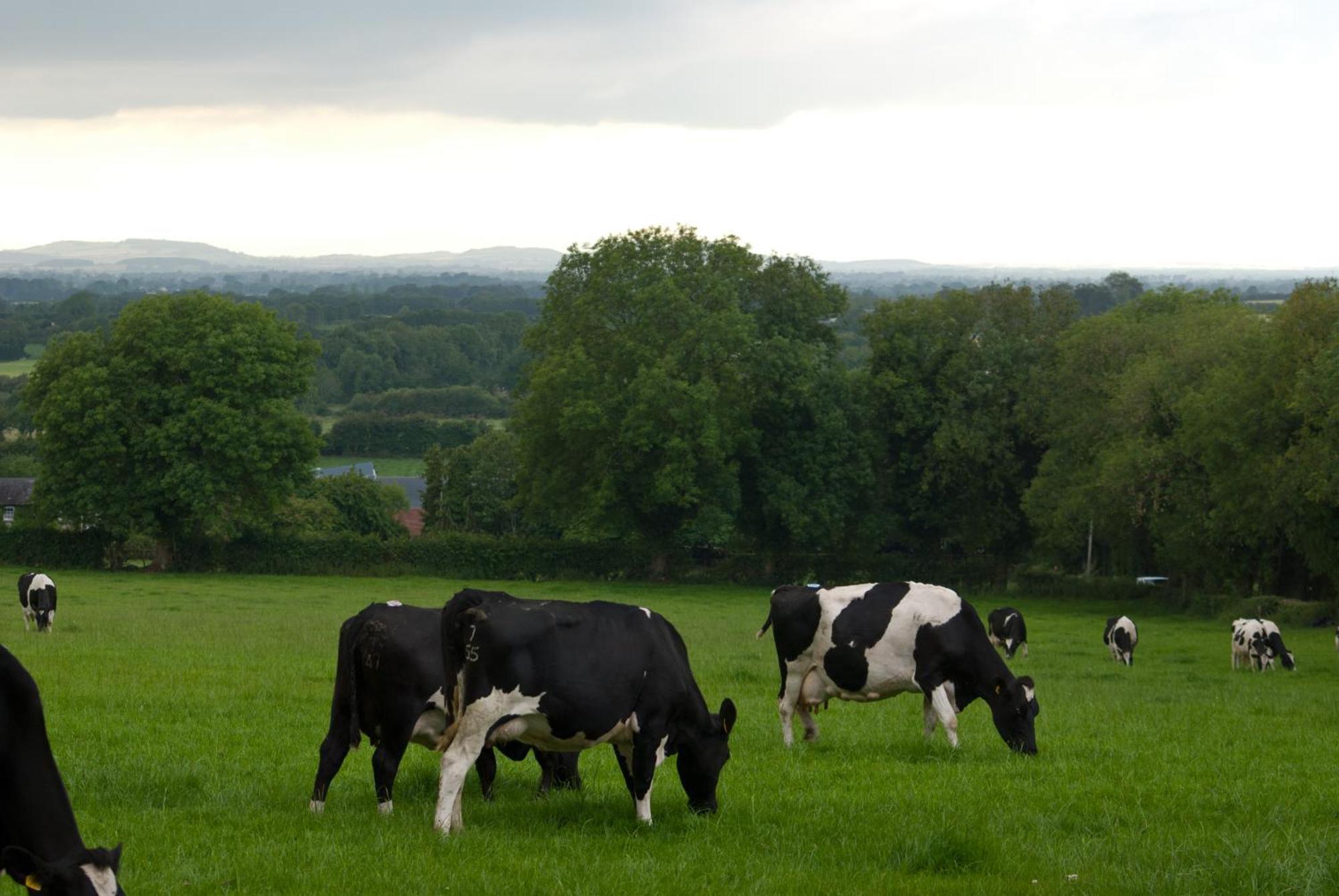 Ballindrum Farm B&B Athy Dış mekan fotoğraf